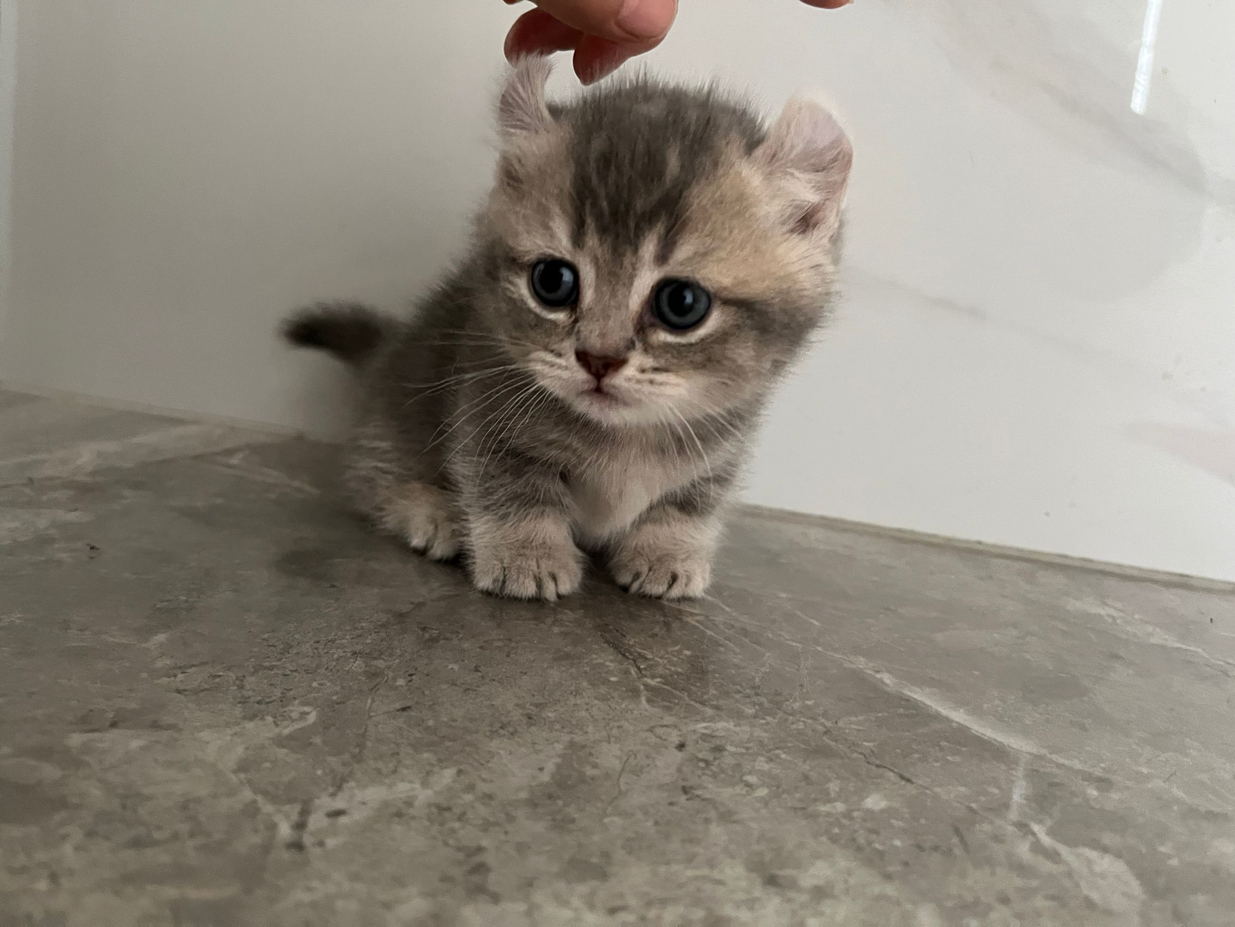 卷耳矮脚猫